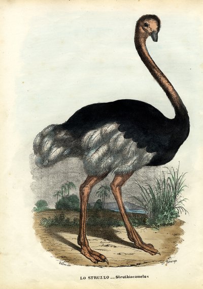 African Ostrich by Raimundo Petraroja